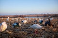 Decoy waterfowl placed around a rural pond or lake Royalty Free Stock Photo