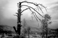 Decrepit Bare Tree on High Desert Plain Royalty Free Stock Photo
