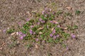 Decumbent Malva sylvestris bush with bright mauve-purple flowers in a wasteland