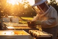 Dedicated beekeeper inspecting hive frame amidst flying bees, bathed warm glow of the setting sun