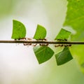 Teamwork of Leafcutter Ants Carrying Leaves on a Branch Royalty Free Stock Photo