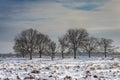 Deelerwoud in Winter