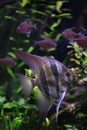 Deep Angelfish (Pterophyllum altum), also known the Orinoco angelfish.