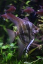 Deep Angelfish (Pterophyllum altum). Royalty Free Stock Photo