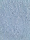 Deep animal tracks in the snow Royalty Free Stock Photo