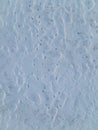 Deep animal tracks in the snow Royalty Free Stock Photo