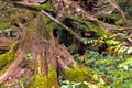 Deep autumn forest. Wilderness thicket woods landscape with big tree moss stump and mushrooms.