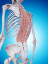 The deep back muscles Royalty Free Stock Photo