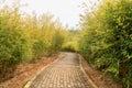 Bamboo forest-In the bamboo gene Garden Royalty Free Stock Photo