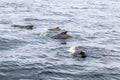 Family of pilot whales in the deep blue of Andenes, calves thriving, Lofoten Islands Royalty Free Stock Photo