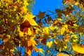 Deep blue Autumn sky accentuates the bright Yellows and oranges of the changing leaves colors