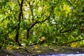 Deep blue car roof at autumn rainy day with yellow birch leaves - selective focus with blur closeup Royalty Free Stock Photo