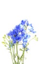 Deep blue delphinium flowers. floral background. Royalty Free Stock Photo