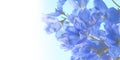 Deep blue delphinium flowers. floral background. Royalty Free Stock Photo