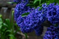 Deep blue flowers of hyacinths in spring garden.