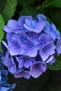 Deep blue flowers of hydrangea (Hydrangea macrophylla) in the summer garden. Artistic natural background. Royalty Free Stock Photo