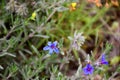 Deep blue flowers of Lithodora fruticosa family of the Boraginoideae.