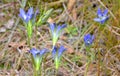 Pine Barrens Gentians Royalty Free Stock Photo