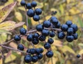 Berries from Wild Privet, Ligustrum vulgare