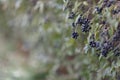 Deep blue and glossy berries on a shrub of the Wild Privet, Ligustrum vulgare, in autumn. Royalty Free Stock Photo