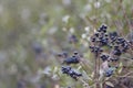 Deep blue and glossy berries on a shrub of the Wild Privet, Ligustrum vulgare, in autumn. Royalty Free Stock Photo