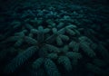 Deep Blue Green Spruce Tree Branches Creating a Dense Forest Canopy Impression for Nature Royalty Free Stock Photo