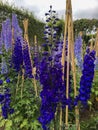 Deep blue and lilac delphiniums growing in an English cottage garden