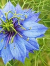 Deep Blue Love in a Mist Flower Nigella Damascena Royalty Free Stock Photo