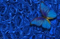 Deep blue natural texture background. Blue rose background. Blue morpho butterfly on a blue roses. Top view