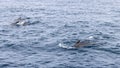 Group of pilot whales cutting through the deep blue Norwegian Sea Royalty Free Stock Photo