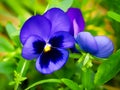 Deep Blue Pansies Royalty Free Stock Photo