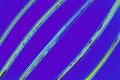 Blue purple background with diagonal yellow turquoise stripes