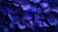 Deep Blue Rose Petals Close Up Texture Royalty Free Stock Photo