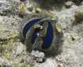 Deep Blue Sea Urchin off Balicasag Island, Philippines Royalty Free Stock Photo