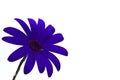 Deep blue senetti flower
