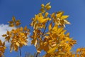Deep blue sky and branches of Fraxinus pennsylvanica