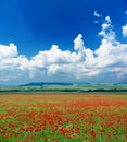 Deep blue sky and poppy meadow Royalty Free Stock Photo