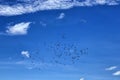 Deep blue sky with white fluffy clouds and flying birds as natural background Royalty Free Stock Photo