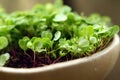 Deep bowls with microgreens for growing at home for vegetarian nutrition