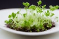 Deep bowls with microgreens for growing at home for vegetarian nutrition