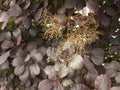 Deep Burgundy leaves and autumn branches