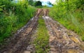 Deep car rut on russian dirt road Royalty Free Stock Photo