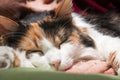 Deep cat sleep Royalty Free Stock Photo