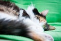 Deep cat sleep Royalty Free Stock Photo