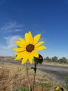 Deep yellow color small sunflower on rural road