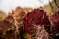 Deep Colors of Purple-Tinged Prickly Pear Cactus Royalty Free Stock Photo