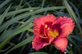 deep coral maroon daylily Royalty Free Stock Photo