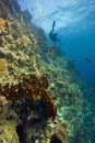 Deep coral-reef with blue water & diver Royalty Free Stock Photo