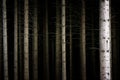 Oscuro bosque 