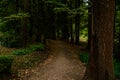 Beautiful photos of forests. Path in the deep forest